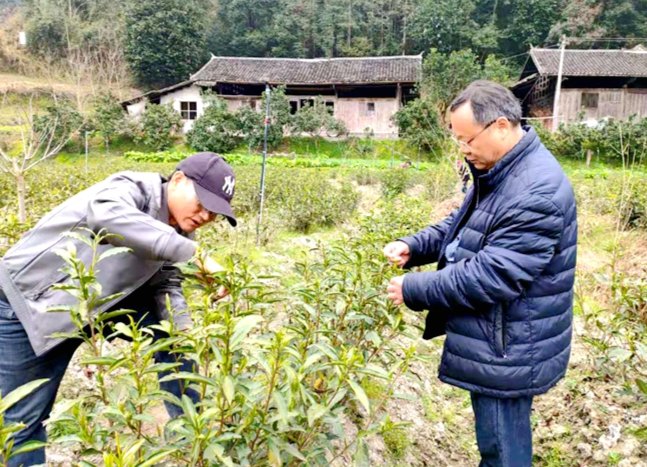 新春走基层||专家田间技术指导 初春采茶忙
