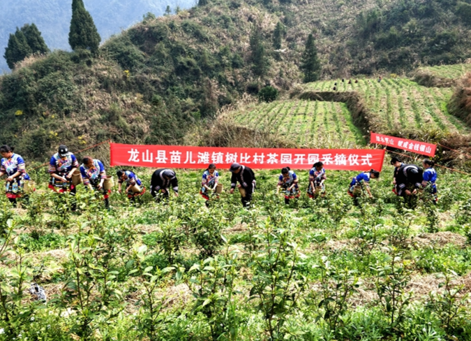 树比村：黄金茶里淘“黄金” 增收致富好门路