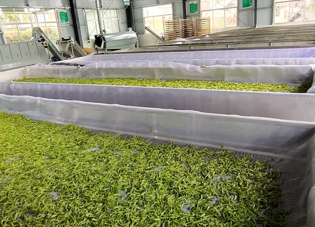 华菱集团：扶志扶智扶产业 春茶生产正当时
