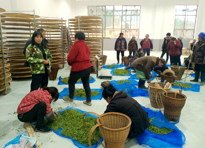 今天！红岩溪镇肖家坪村茶叶加工中心正式投产