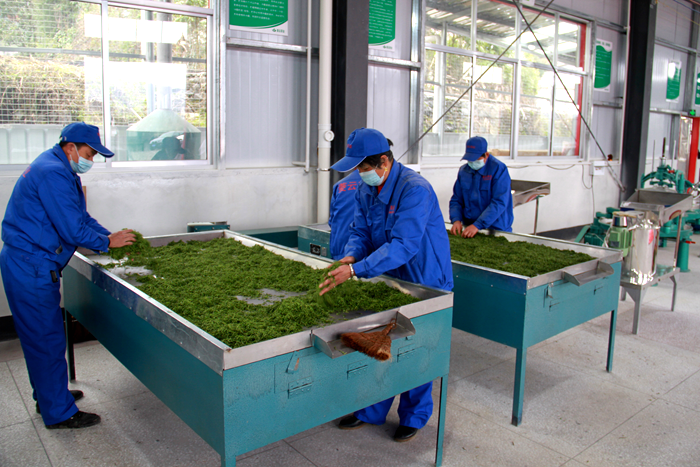 壮大特色农业产业|茅坪乡茶园坪村：早春采茶制茶正当时