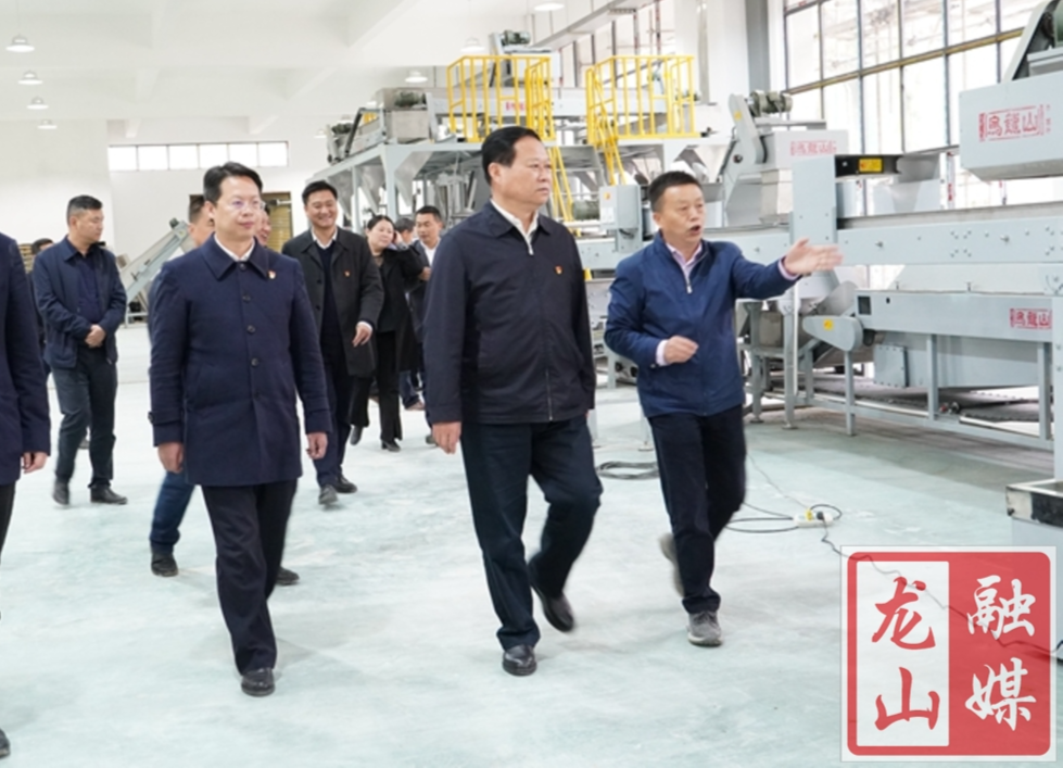 叶红专来龙山调研茶叶产业发展情况