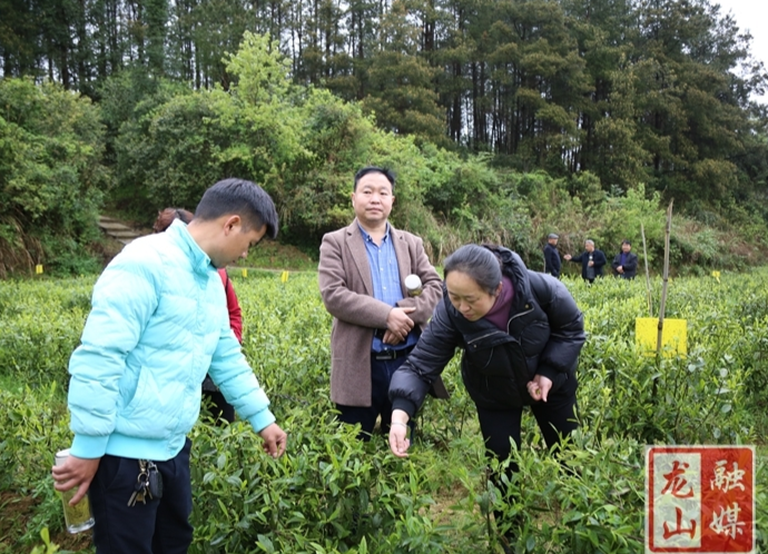 省茶叶专家来龙山开展春季茶园管理技术指导