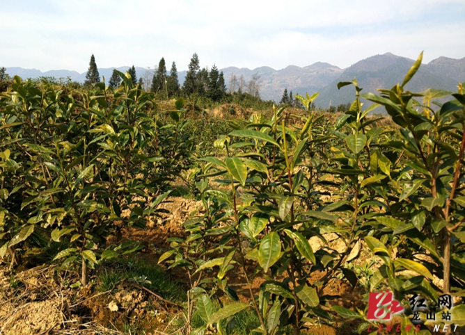 华菱集团帮扶茶园坪村做大做强茶叶产业