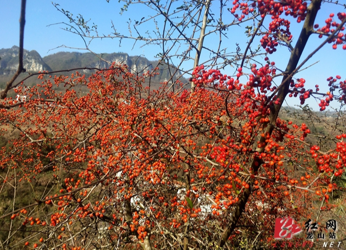 冬日美景：火棘果红满枝头（图）