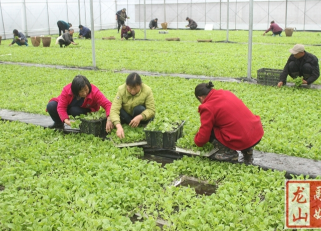 烟苗移植正当时（图）