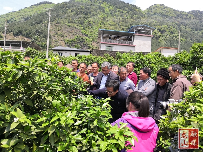 农业专家深入比耳村现场指导里耶脐橙产业