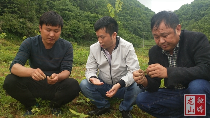 洛塔乡：一流专家“请进来”传授锥栗种植技术