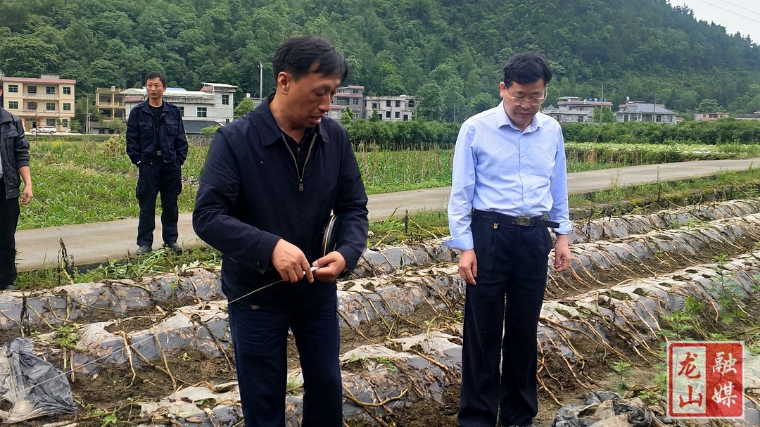 省作物学会来龙山进行马铃薯核心示范区测产验收