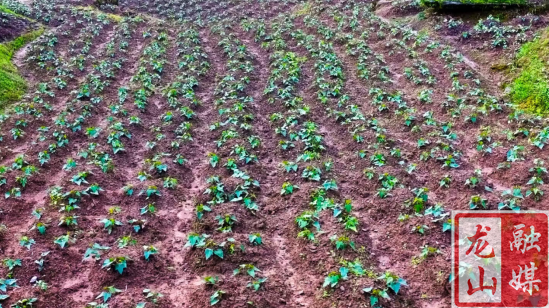 特色种植助推乡村振兴（图）