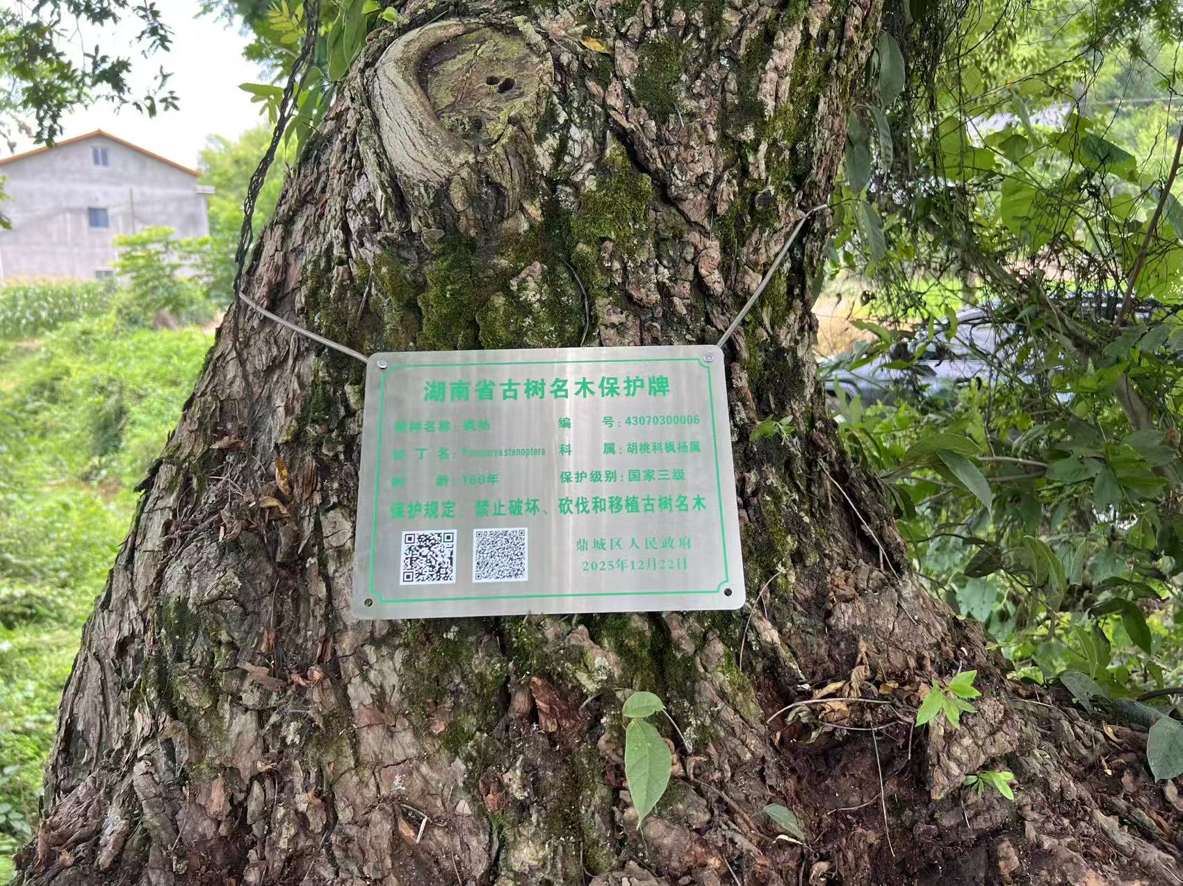 尧天坪镇：挂牌护古树 文脉永留存