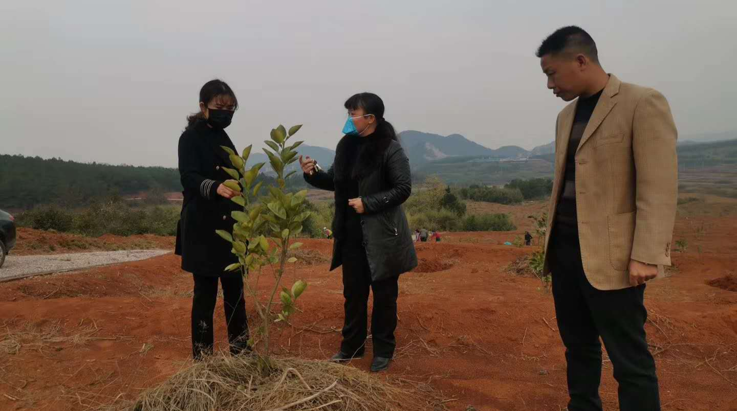 楚江镇：抢抓春耕春播 助推特色产业