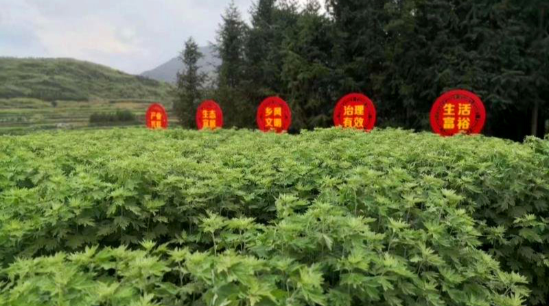 湖南福布施艾草种植基地被定为艾叶产品出口基地