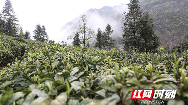 【红网时刻】临武县：清明采茶忙 群众致富路子宽