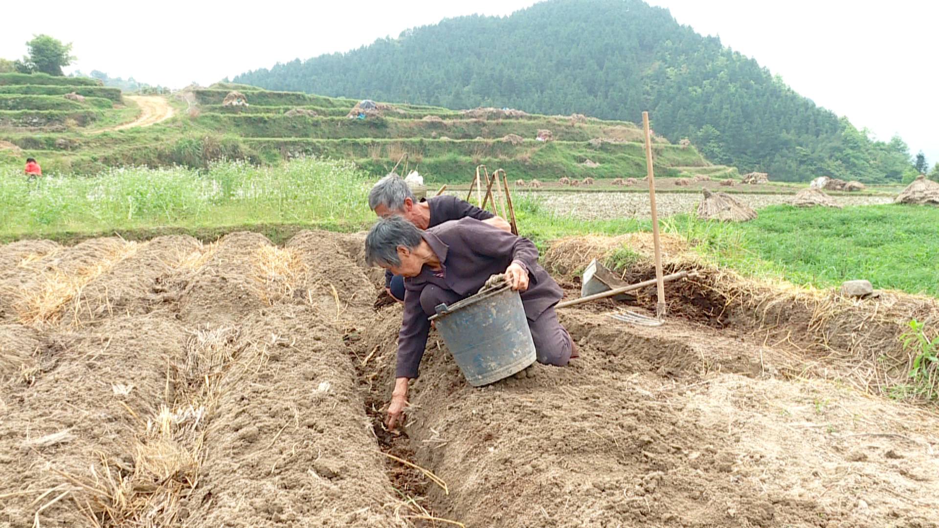 东山“埋宝”等秋收  村民生活有盼头