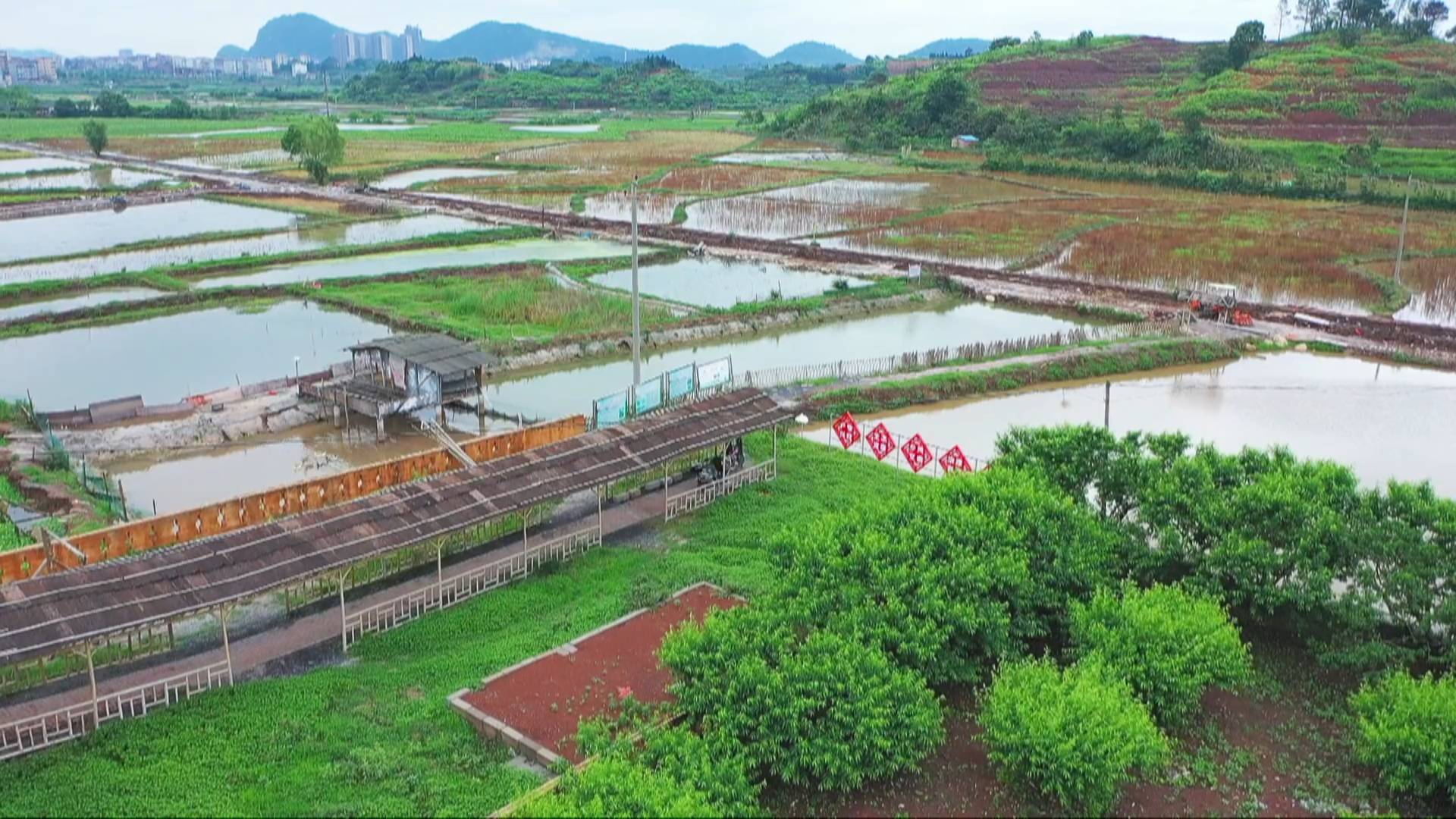 塘下村：“虾鱼稻共作”生态种养助增收