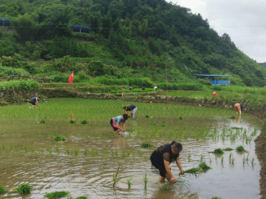 水东镇：扶贫干部插秧助春耕情暖贫困户