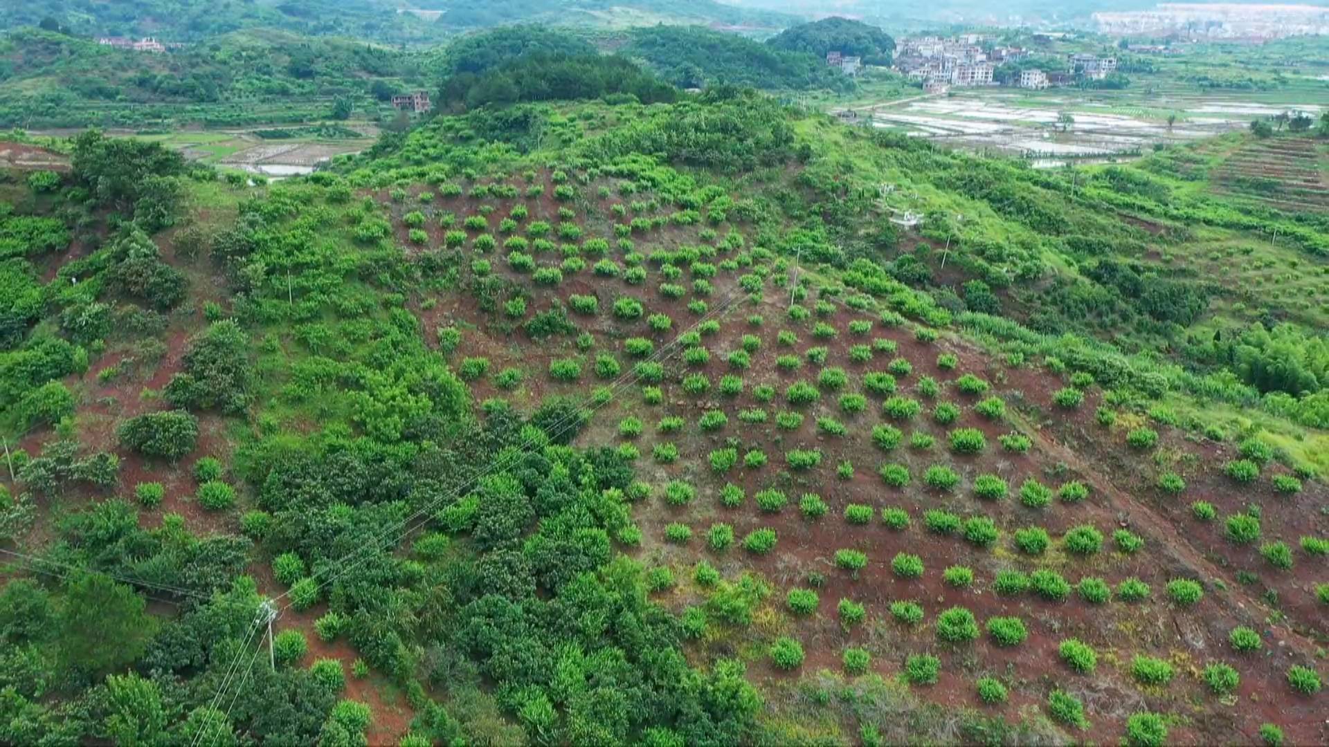 黄皮山上桃香满园