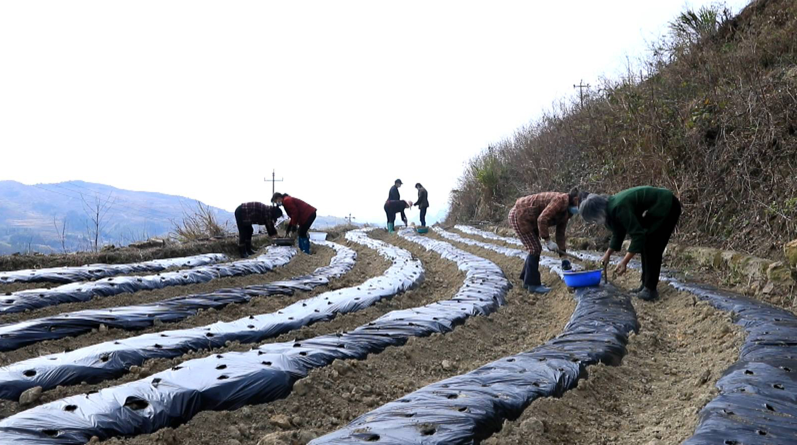 金江镇：草药种植成“良方” 特色创收拔“穷根”