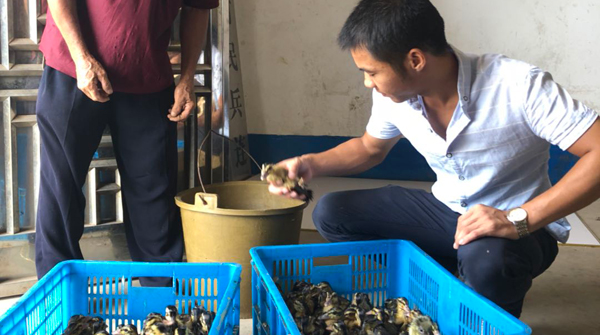 万水乡：鸡苗鸭苗送到家 产业帮扶助脱贫