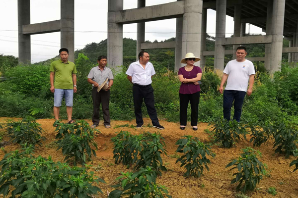 抗旱第一线｜陈秀雨到楚江镇调研指导抗旱救灾工作