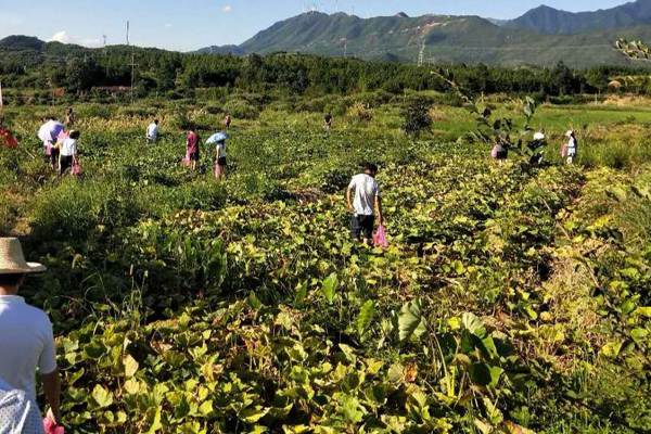 楚江镇：南瓜变“金瓜”瓜农乐哈哈