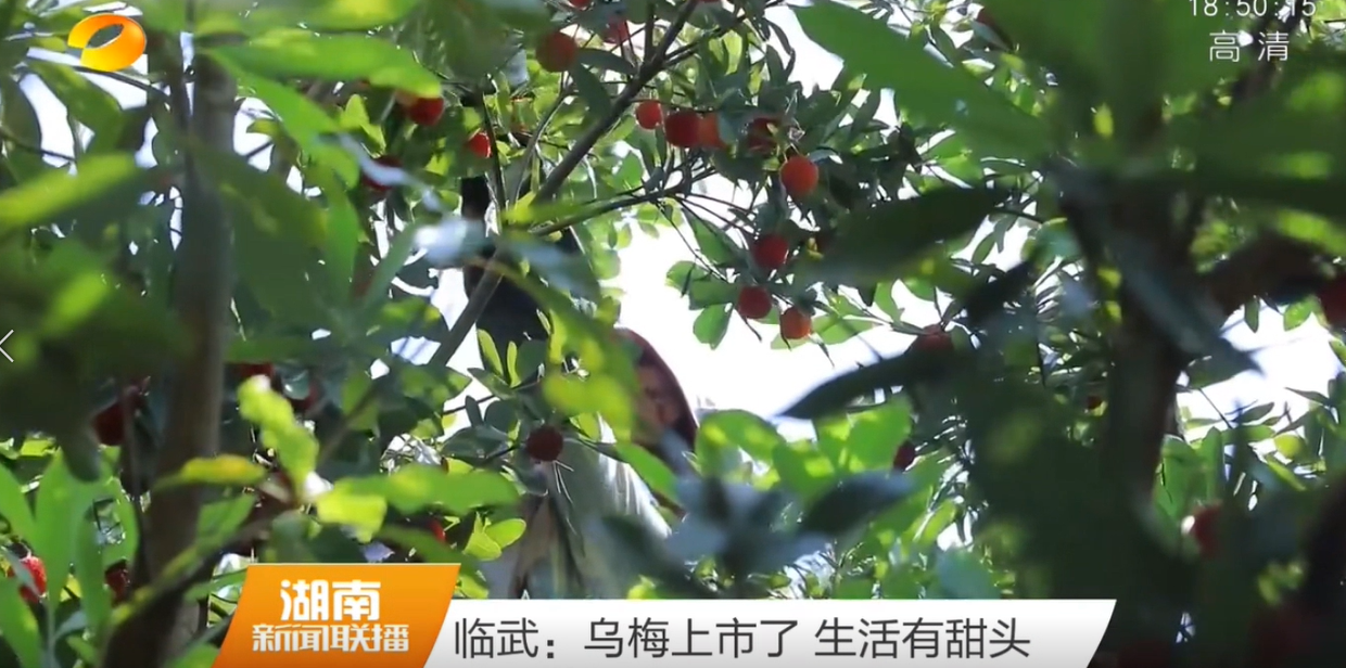 【湖南卫视】临武：乌梅上市了 生活有甜头