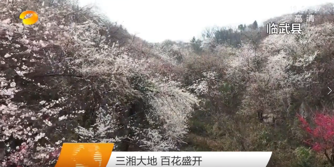 【湖南卫视】三湘大地 百花盛开