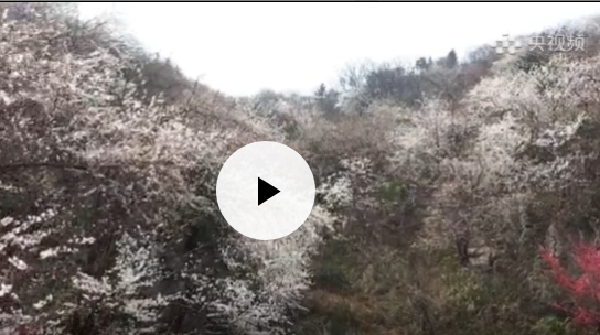 【央视频】郴州临武：赏樱花不能不去的地方　镇南万亩野生樱花美如画