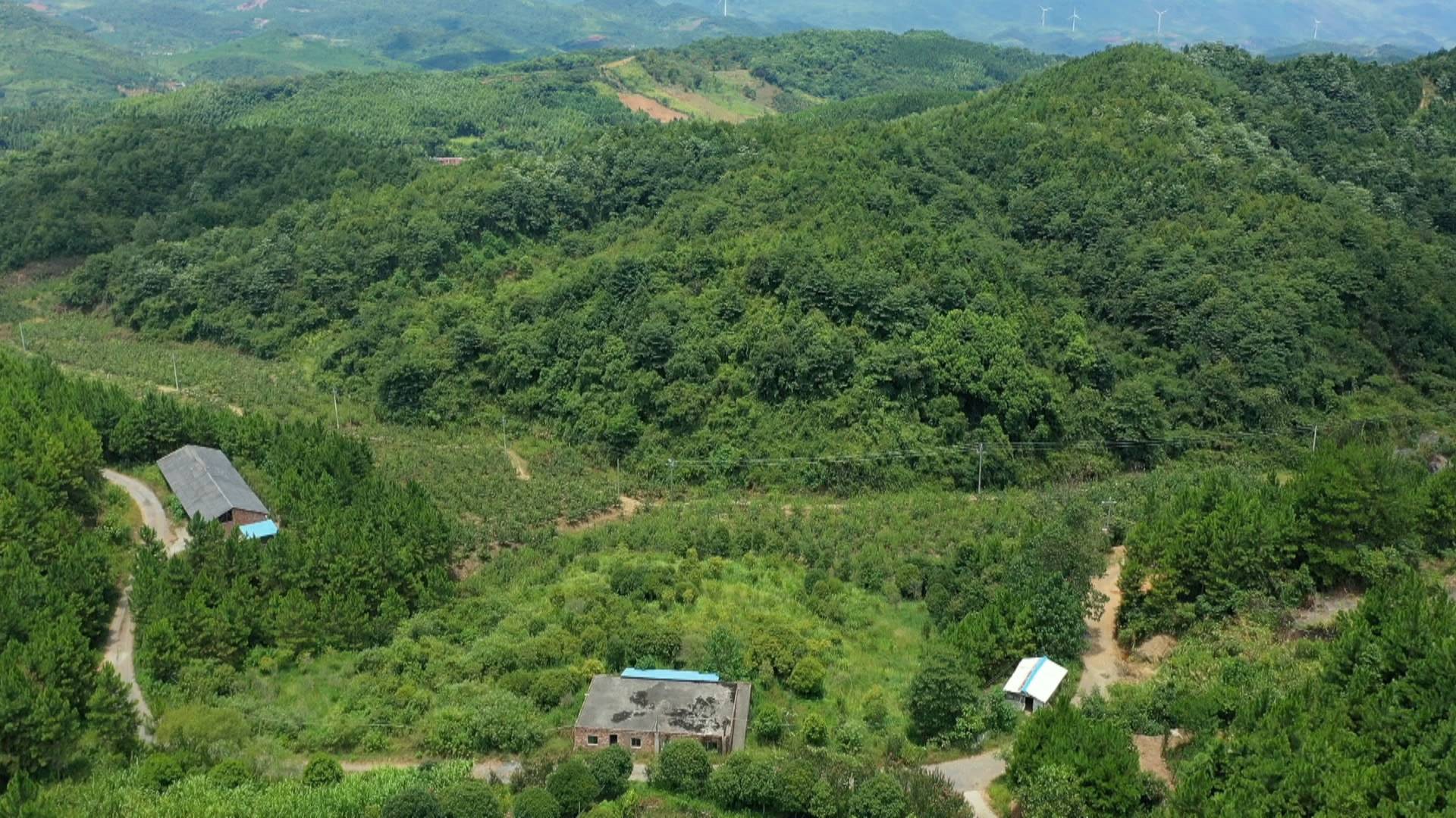 彭家松：自力更生发展种植产业
