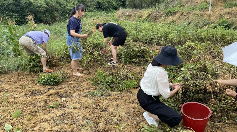 花塘乡：帮七旬贫困户收花生 解秋收燃眉之急