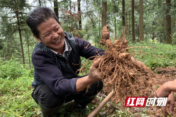 精准脱贫在新化丨小黄精为脱贫战立下大功劳