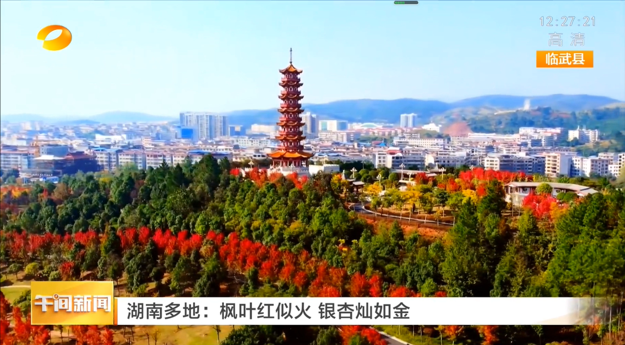 【湖南卫视】湖南多地：枫叶红似火 银杏灿如金
