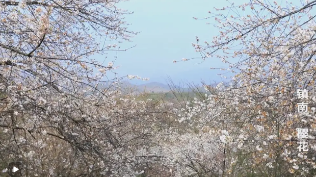【央视频】郴州临武：赏樱花不能不去的地方　镇南万亩野生樱花美如画