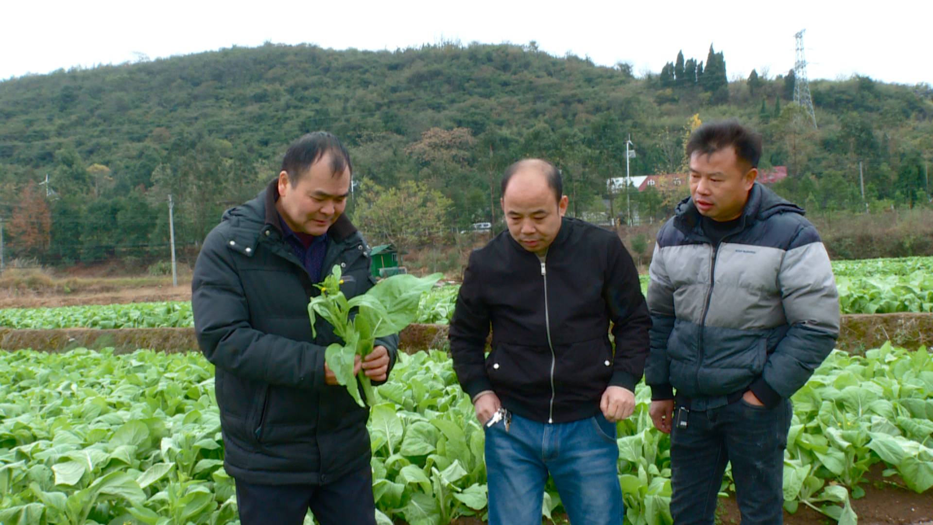 农业部门：防寒抗冻  守护群众的“菜篮子”