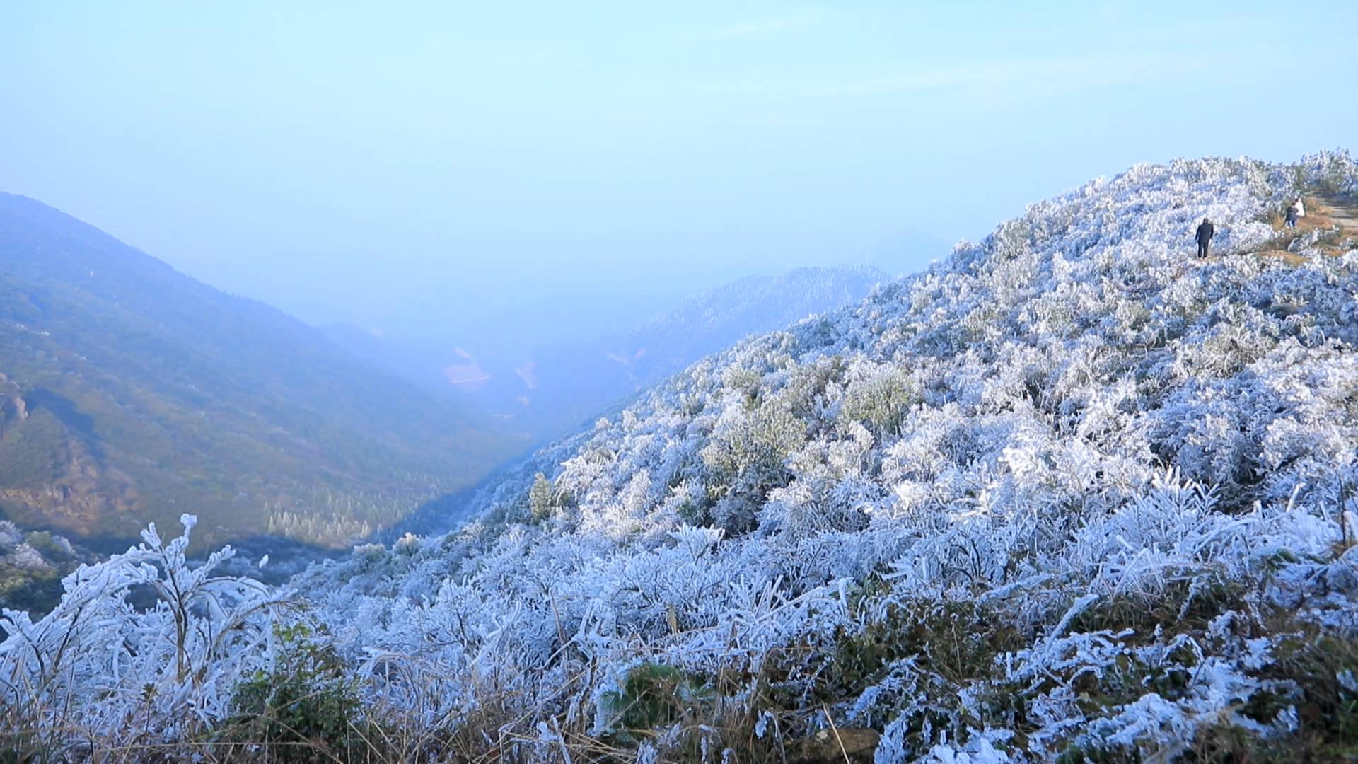 三峰岭：雾凇挂枝醉游人