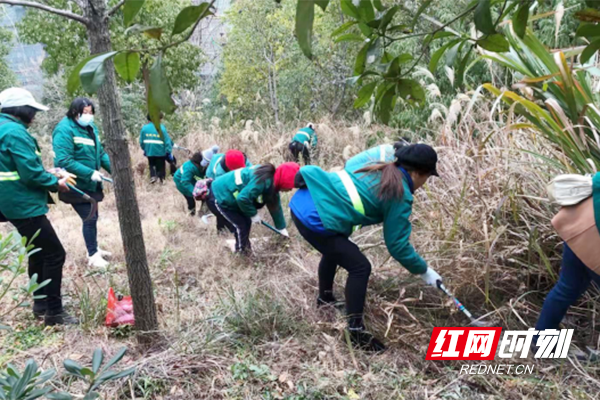 【红网时刻】临武：爱绿培绿护绿 筑牢森林防火“安全墙”