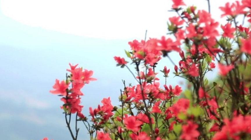 湖南临武金仙寨：高山红杜鹃迎来盛花期
