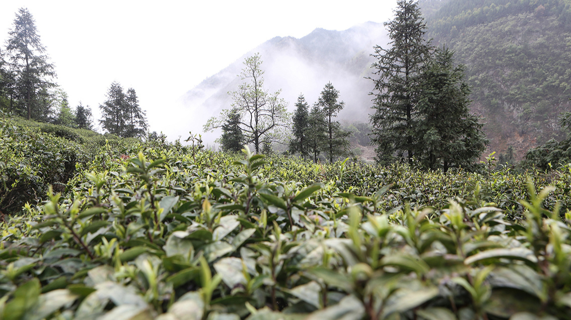湖南临武：清明采茶忙