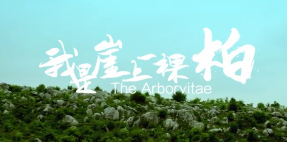我是崖上一颗柏