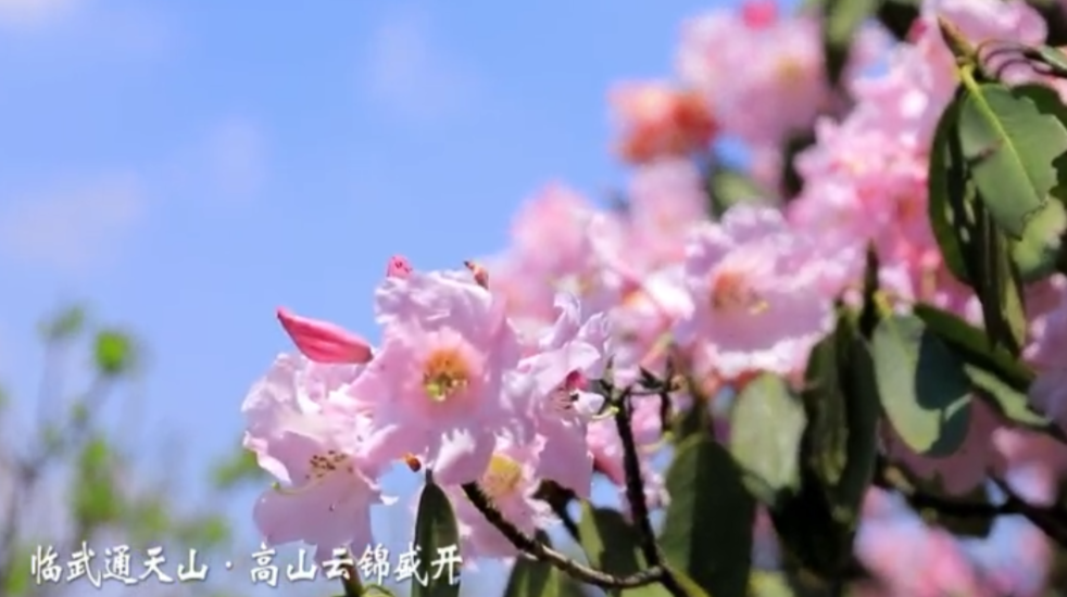 湖南临武：通天山高山云锦盛开