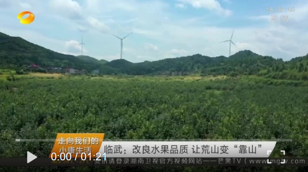 【学习强国】（走向我们的小康生活）临武：改良水果品质 让荒山变“靠山”