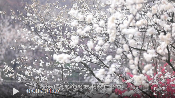 【学习强国】湖南临武：镇南万亩野生樱花齐绽放
