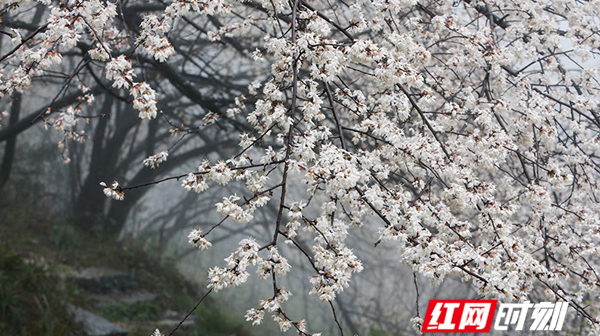【学习强国】临武方仓：雾里樱花别样娇