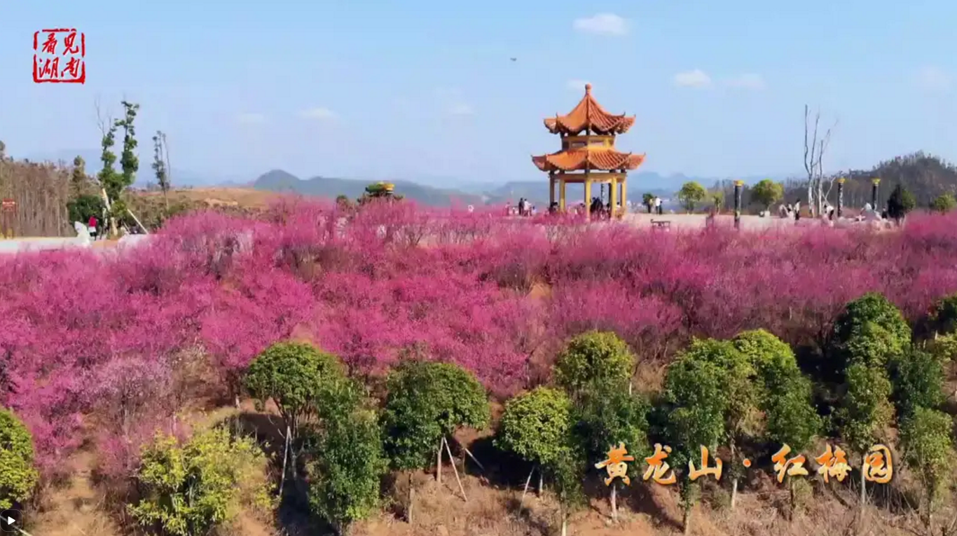 【央视频 看见湖南】郴州临武：黄龙山红梅盛开迎春来