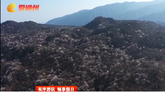 【郴州新闻联播】有序游玩 畅享假日：临武：万亩野樱绽放迎客