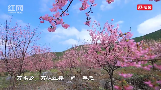 【红网时刻】视频丨临武：万株红樱“闹”春意
