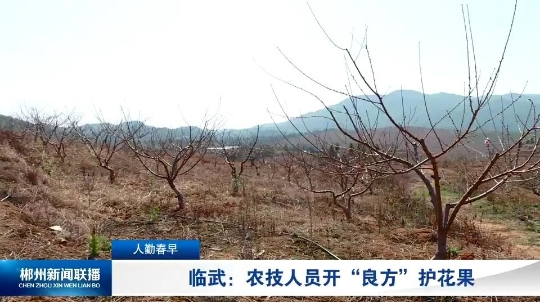 【郴州新闻联播】临武：农技人员开“良方”护花果