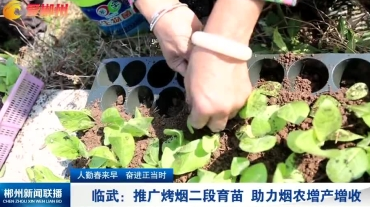 【郴州新闻联播】人勤春来早 奋进正当时 临武：推广烤烟二段育苗 助力烟农增产增收