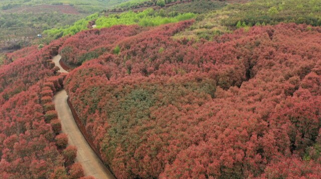 【新湖南】郴州临武：矿山添新绿 基地种树忙